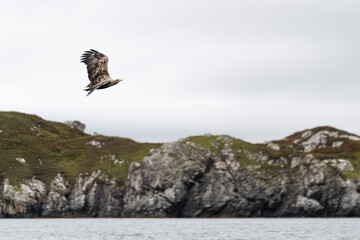 eagle in flight (Scotland)
