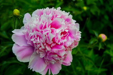 pink peony flower