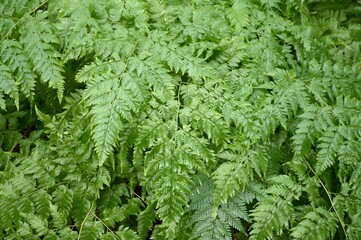 fresh green davallia solida plants in nature garden