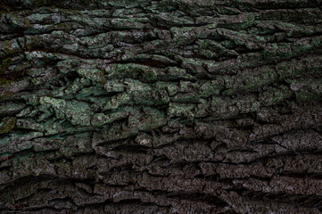 Relief texture of the brown bark of a tree with green moss on it. Creative texture of an oak bark. Horizontal photo of a tree bark texture.