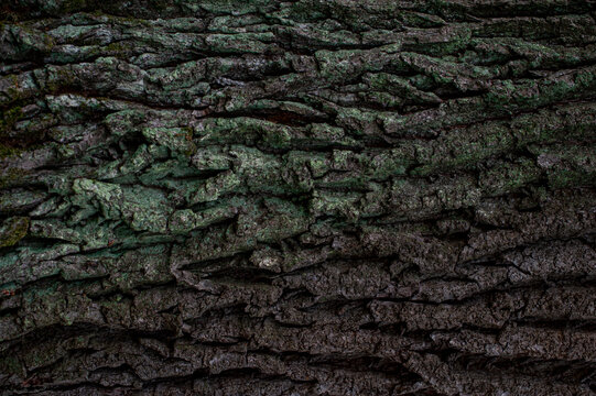 Relief texture of the brown bark of a tree with green moss on it. Creative texture of an oak bark. Horizontal photo of a tree bark texture.
