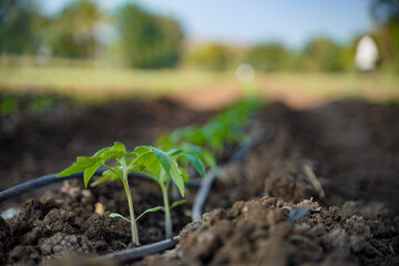Tomato plant at agriculture field