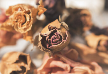 장미꽃 드라이플라워 dry rose