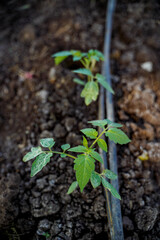 Tomato plant at agriculture field