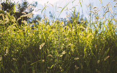 the grass field in warm day