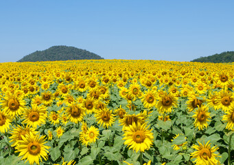 Blooming sunflower field of the organic farm on the hill.