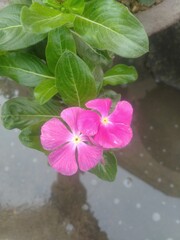 Purple Periwinkle Flower