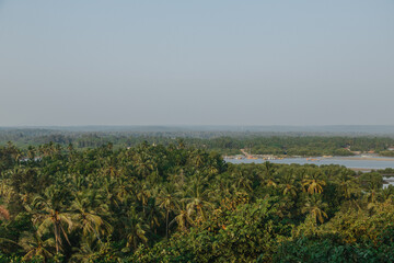 palm forest with pond