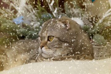 Portrait of a big cat on a winter background with snow.