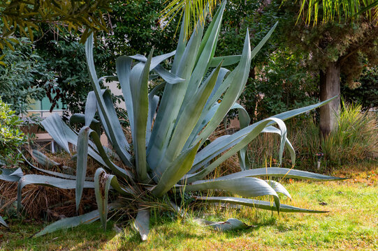 Close-up of exotic succulent plant Agave growing in park