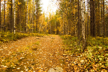 Obraz premium autumn in the forest