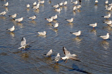 Flock of seagulls in shallow sea. Small boat in the background. Selective focus.