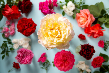 Beautiful multicolored rose flowers on a blue background. Top view.