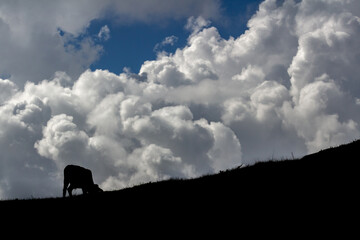 silhouette of a cow on a mountain top
