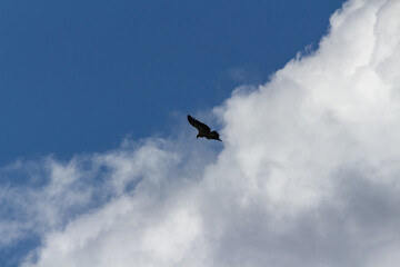 vulture in flight