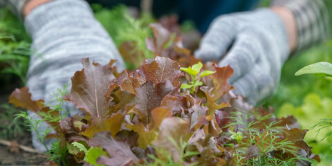 professional gardener in grey gloves works with salad leaves