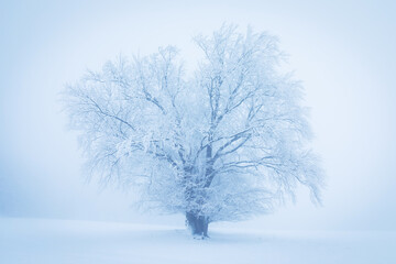 Fototapeta na wymiar Lonely Winter Tree. Sweet Solitude. Cold and Cloudy day with much snow in the Washington, USA. Blizzard and fog in east coast. Winter snow blizzard in tree forest as nature danger weather. Snowstorm