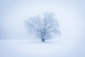 Fototapeta na wymiar Lonely Winter Tree. Sweet Solitude. Cold and Cloudy day with much snow in the Washington, USA. Blizzard and fog in east coast. Winter snow blizzard in tree forest as nature danger weather. Snowstorm