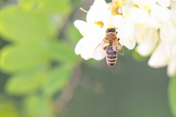 Flying honey bee collecting bee pollen from acacia blossom. Bee collecting honey.