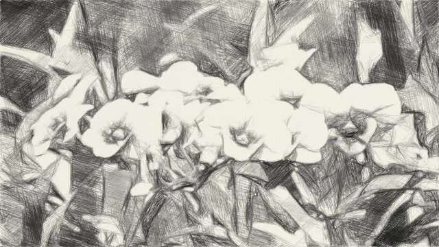 art drawing black and white of orchid flower