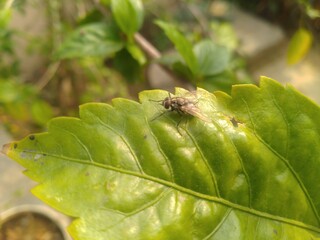 House Fly on the Leaf 