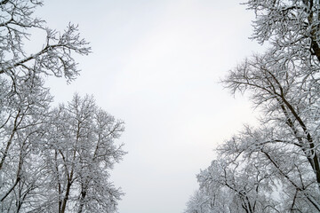 Tree branches covered with snow and sky. Winter background with copy space for text.