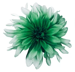Fototapeten Green dahlia  flower white  background isolated  with clipping path. Closeup. For design. Nature. © nadezhda F