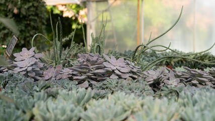 Growing succulents in a plant greenhouse