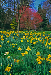 Display of Spring daffodils in an Arboretum