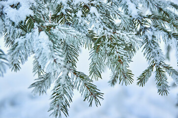 A natural branch of the Christmas tree with snow in the forest in winter, a side view, a close-up.