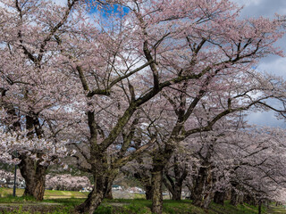 Fototapeta premium 桜/角館