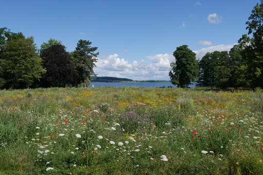 Sommerblumenwiese am Kummerower See in Kummerow in Mecklenburg-Vorpommern