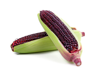 fresh purple corn isolated on a white background