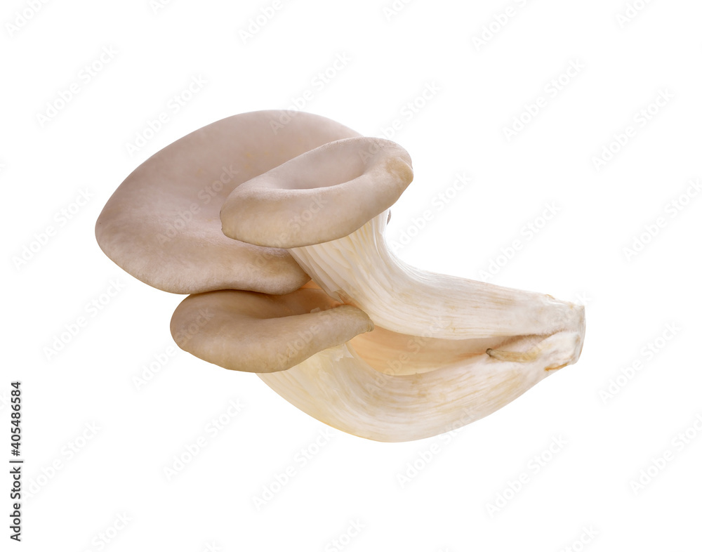 Wall mural oyster mushrooms on a white background