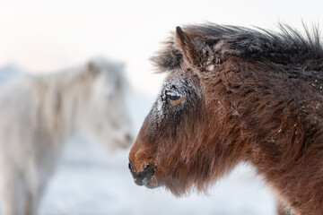 Close up portrait of a Yakut fluffy horse. Brown Horse's head close up