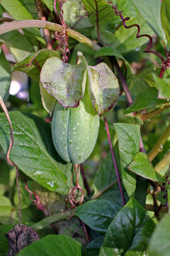 Cobaea fruit