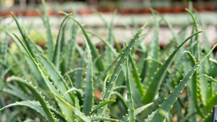 Growing Aloe Vera in a plant greenhouse