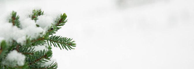 A green twig of spruce in the snow on a white background up close. Winter period