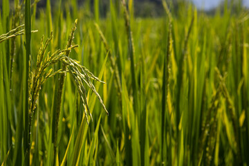 green rice field