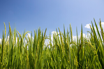 green rice and blue sky with cloud background