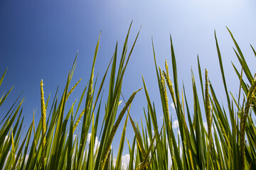 green rice and blue sky with cloud background