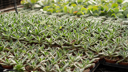 Growing succulents in a plant greenhouse