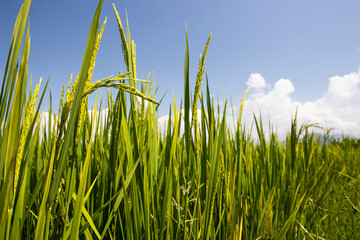 green rice and blue sky with cloud background
