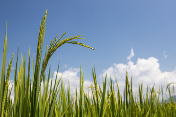 green rice and blue sky with cloud background