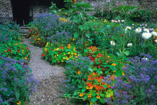 Colourful planting of Borage and Nasturtium in the kitchen garden at Owlpen Manor