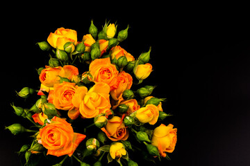 Beautifull orange roses isolated on black background. Copy space