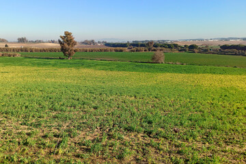 Fototapeta na wymiar Spanish agriculture