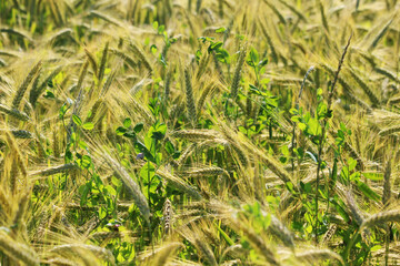 A field with ripe ears in Baden-Wuerttemberg, Germany