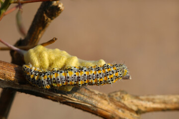 Raupe des Großer Kohlweißling Pieris brassicae