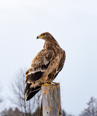 Steppe eagle (Aquila nipalensis) during falconry training.